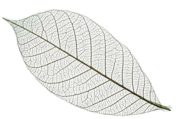 istock Skeleton of leaf on a white background. 1400957412