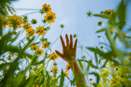 Women hand touching flowers in a yellow flower field