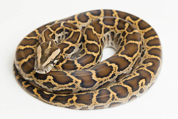 Angoloan Python Angolan Python Fotografier, bilder och bildbanksfoton - iStock