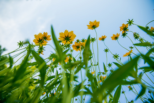 Beautiful Summer Landscape with Dandelions and Sunlight