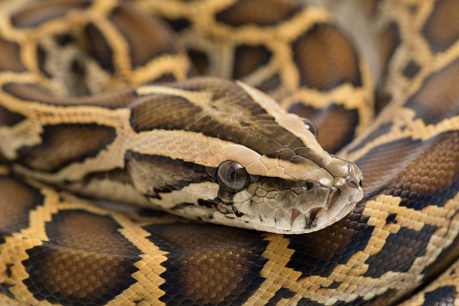 Top view full length Burmese Python aka Python bivittatus snake. Isolated on white background.