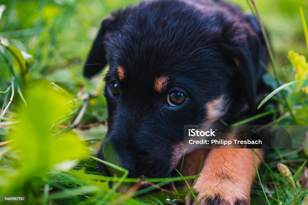 Welpe in Gras Puppy in the grass with typical dog look Animal Body Part Stock Photo