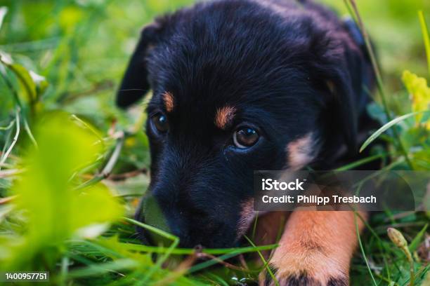 Welpe In Gras Stock Photo - Download Image Now - Animal Body Part, Black Color, Color Image