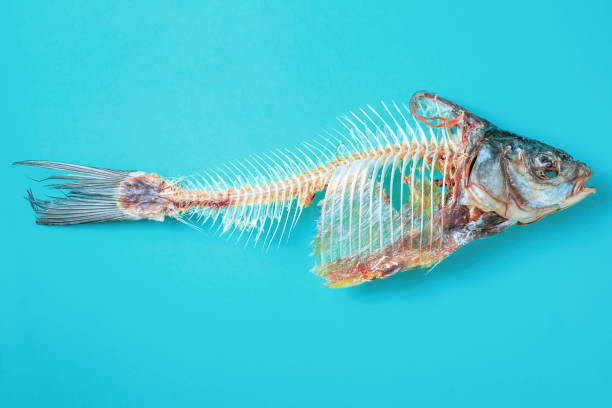 istock Dry fish skeleton on blue background. Animal bones throw in trash 1400958988
