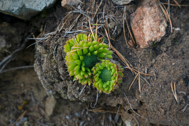 Baikal landscape summer