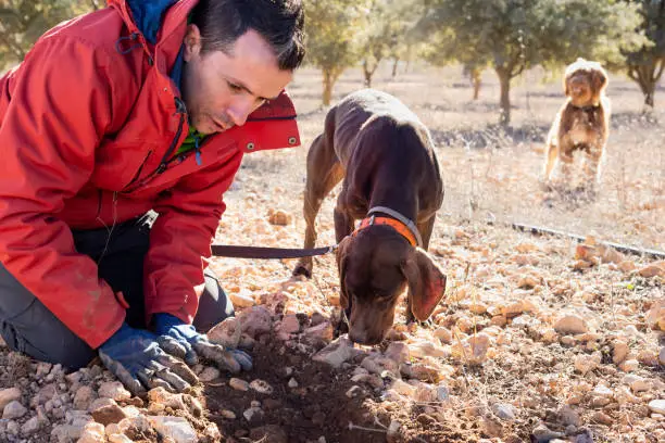 Male farmer working with his dogs in black truffle hunting.