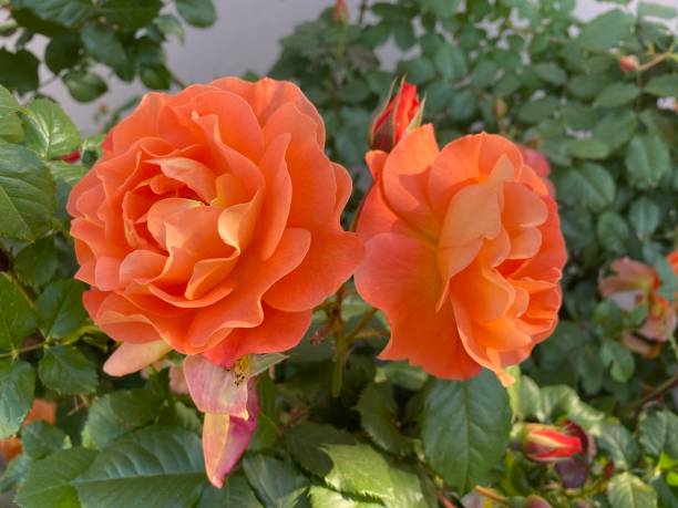 istock Small garden orange rose with raindrops, close up 1400961152