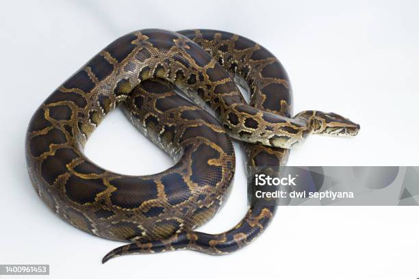 premium photo | snake burmese python molurus... Snake Burmese Python Molurus Bivittatus On White Background Stock Photo ...
