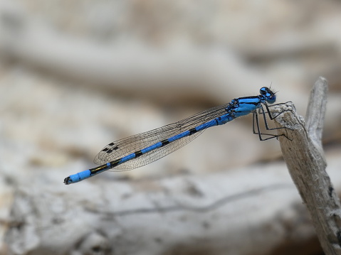 Blue dragonfly : United States