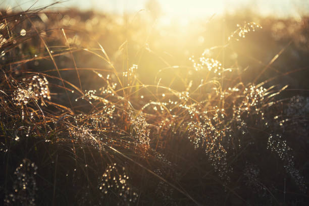 istock Yellow autumn grass with morning dew at sunrise. 1400963883