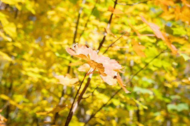 Bright yellow, brown leaves closeup and red stem of sycamore tree in autumn colour foliage lines Tobins Track walk along Arrow Rive, Arrowtown new Zealand.