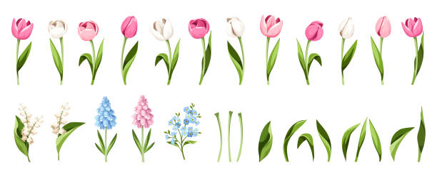 Set of spring flowers and leaves. Tulips, hyacinth, forget-me-not, and lily of the valley flowers. Vector illustrations Set of spring flowers and leaves (pink, blue, and white tulips, hyacinth flowers, forget-me-not flowers, and lily of the valley flowers) isolated on a white background. Vector illustrations white tulips stock illustrations
