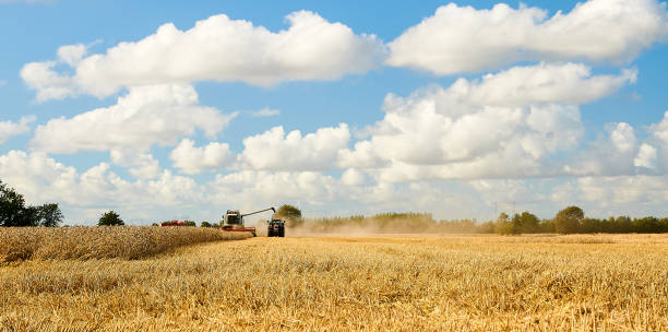 Combine harvester unloading grains in tractor stock photo