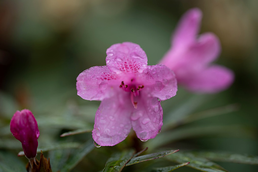 Colorful flowering (or blooming) rhododendron after rainfall in late spring or early summer. The image was captured with a fast prime 105mm macro (or micro) lens and a full-frame mirrorless digital camera ensuring clean and large files. Shallow depth of field with focus placed over the nearest flowers (and raindrops). The background is blurred. The image is part of a series of different rhododendrons and compositions.