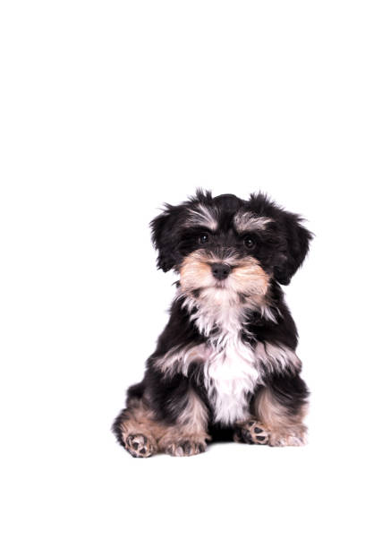 istock cute puppy of Havanese dog 1400965635