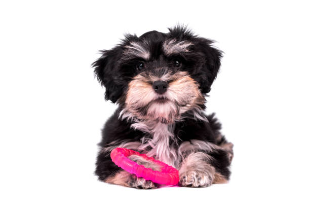 istock cute puppy of Havanese dog 1400965645