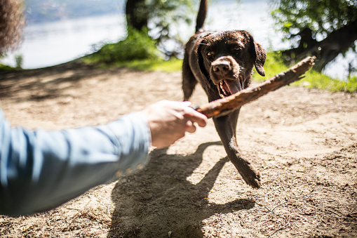 Dog running with a stick