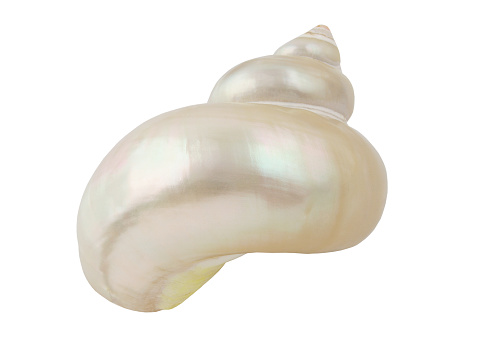 Pearl snail seashell isolated on white background