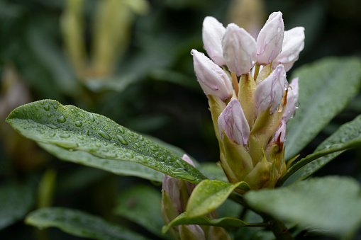 Colorful flowering (or blooming) rhododendron after rainfall in late spring or early summer. The image was captured with a fast prime 105mm macro (or micro) lens and a full-frame mirrorless digital camera ensuring clean and large files. Shallow depth of field with focus placed over the nearest flowers (and raindrops). The background is blurred. The image is part of a series of different rhododendrons and compositions.