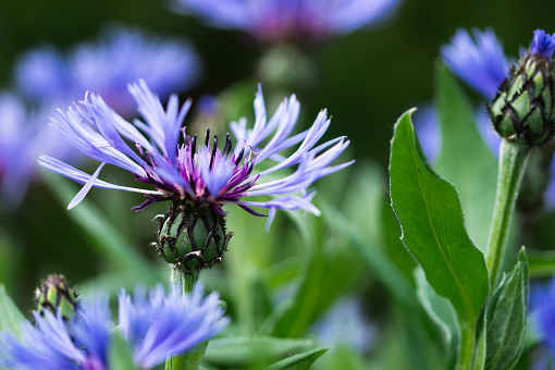 Close-up shot of the blossom of blue cornflowers with contrast to the green plant parts.