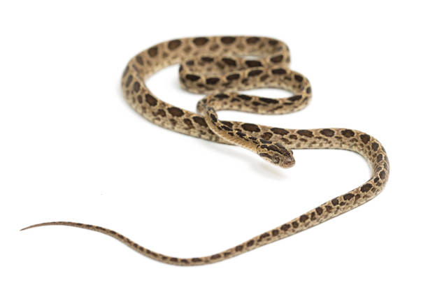 istock The many-spotted cat snake Boiga multomaculata on white background 1400968301