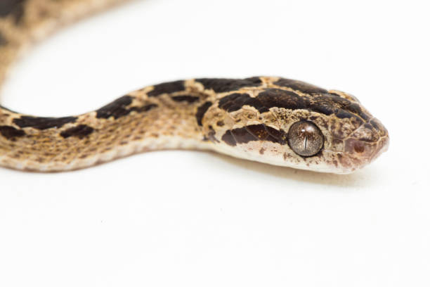 istock The many-spotted cat snake Boiga multomaculata on white background 1400968483