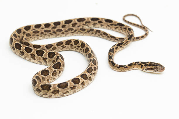 istock The many-spotted cat snake Boiga multomaculata on white background 1400968540