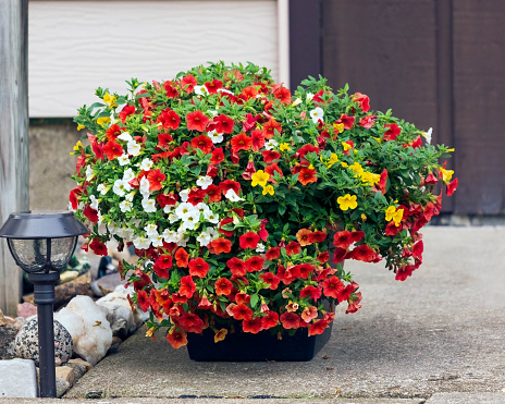 planter full of red, yellow and white Million Bells