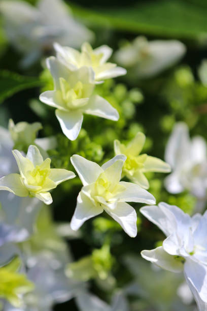 white and lime green colored “ajisai (hydrangea)” blooming flower head, closeup macro photography. - lime leaf imagens e fotografias de stock