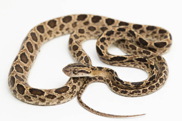 istock The many-spotted cat snake Boiga multomaculata on white background 1400969480