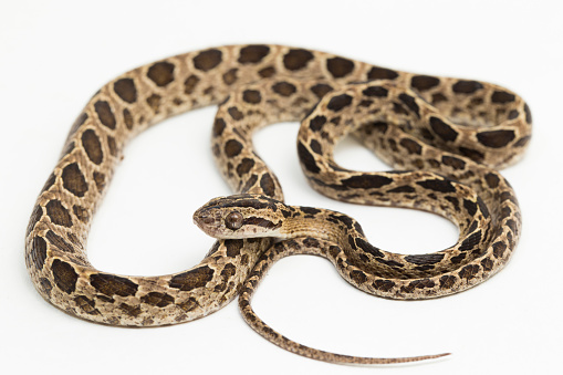 Studio shot of a python forming a circle shape, isolated on a white background, to easily select the snake and use it as a design element, with selective focus on the snake's head.