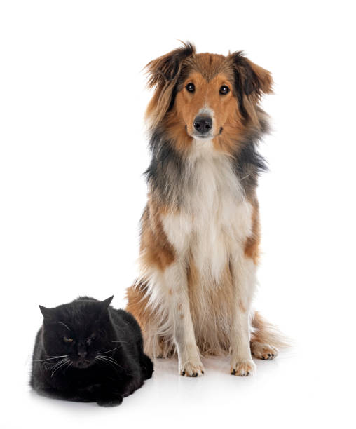 istock Shetland Sheepdog and cat 1400969684
