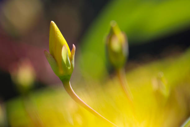 Close up macro photo of \