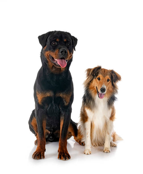 istock Shetland Sheepdog and rottweiler 1400969966