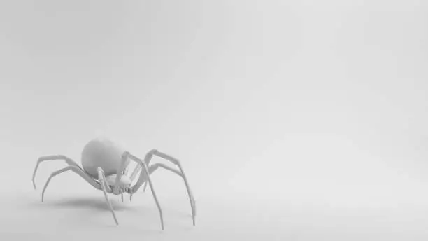 Photo of Blackwidow Spider