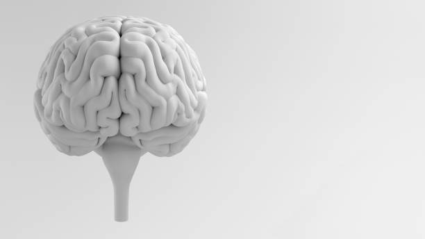 Brain Front View stock photo