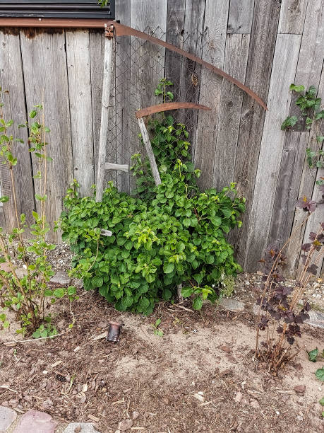 istock Old metal objects, sickle stand outdoors 1400970693