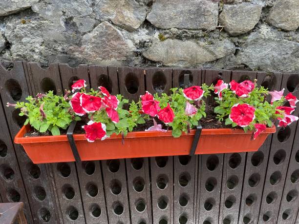 istock Petunia flowers in hanging pots on a vertical wall 1400971044