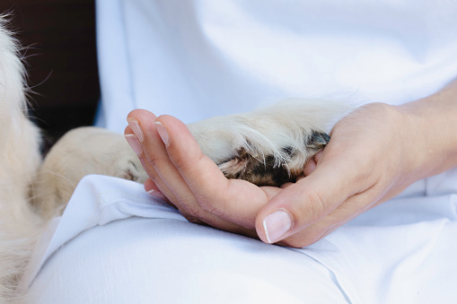 Woman holding dog paw.