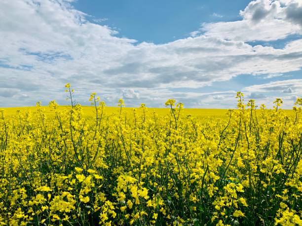 istock Yellow rapeseed against a bright blue sky 1400972371