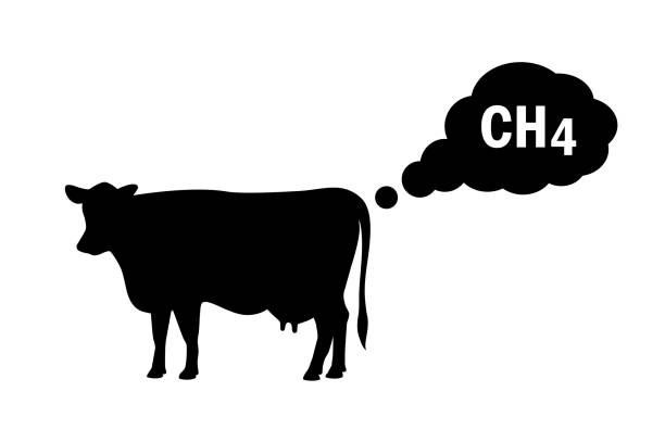 Greenhouse gas emissions from livestock concept icon Methane gas emissions from livestock concept icon on white background domestic cattle stock illustrations