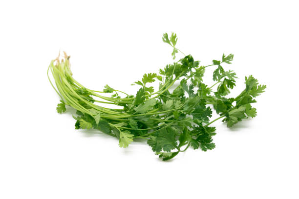 istock fresh Coriander leaves over on white background 1400975604