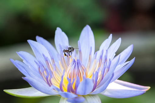 The bee on the lotus flower in bloom