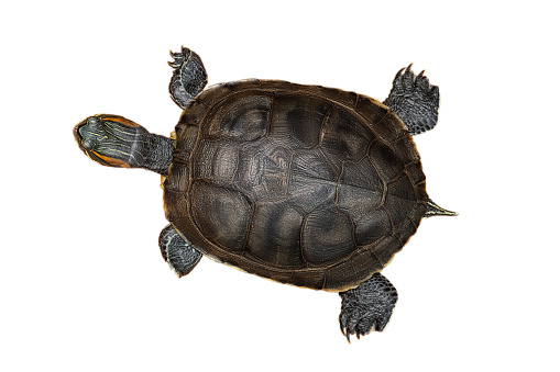 a red-eared turtle isolated on a white background. Top view
