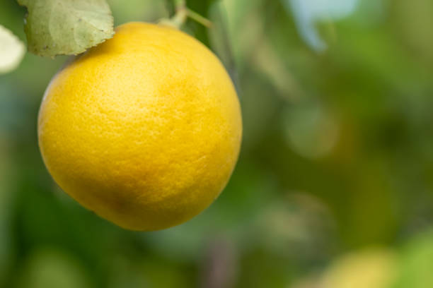 istock Close up Lemon with branches and leaves 1400975985