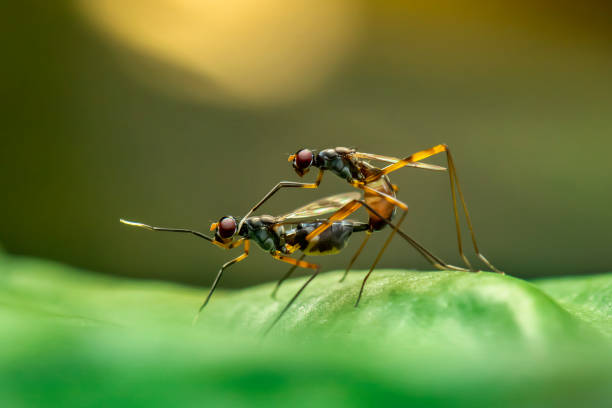 istock A pair of insects is breeding 1400976902