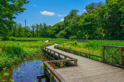 A wooden path passing through the iris garden of the aquatic botanical garden (free admission) of Jindai Botanical Garden in Chofu City, Tokyo on a sunny day in May 2022.