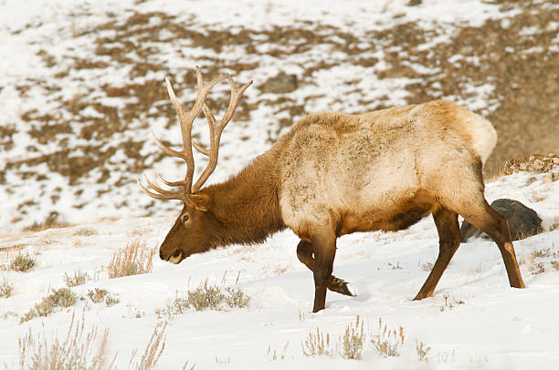 Bull Elk Yellowstone National Park late winter stock photo