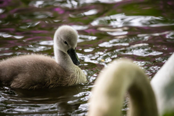istock Mute swan cygnet swimming 1400978082