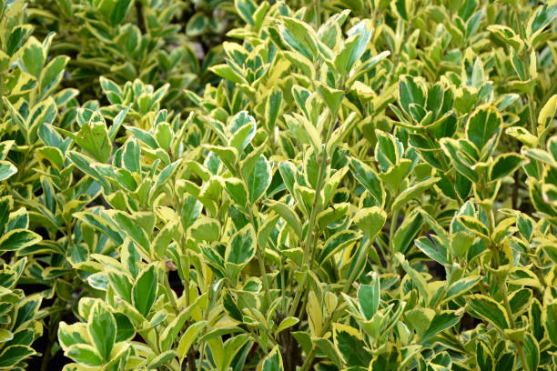 Euonymus aureomarginata foliage. Yellow and green leaves. Fresh foliage. Garden, park or wild nature plant. Beautiful summer nature. stock photo